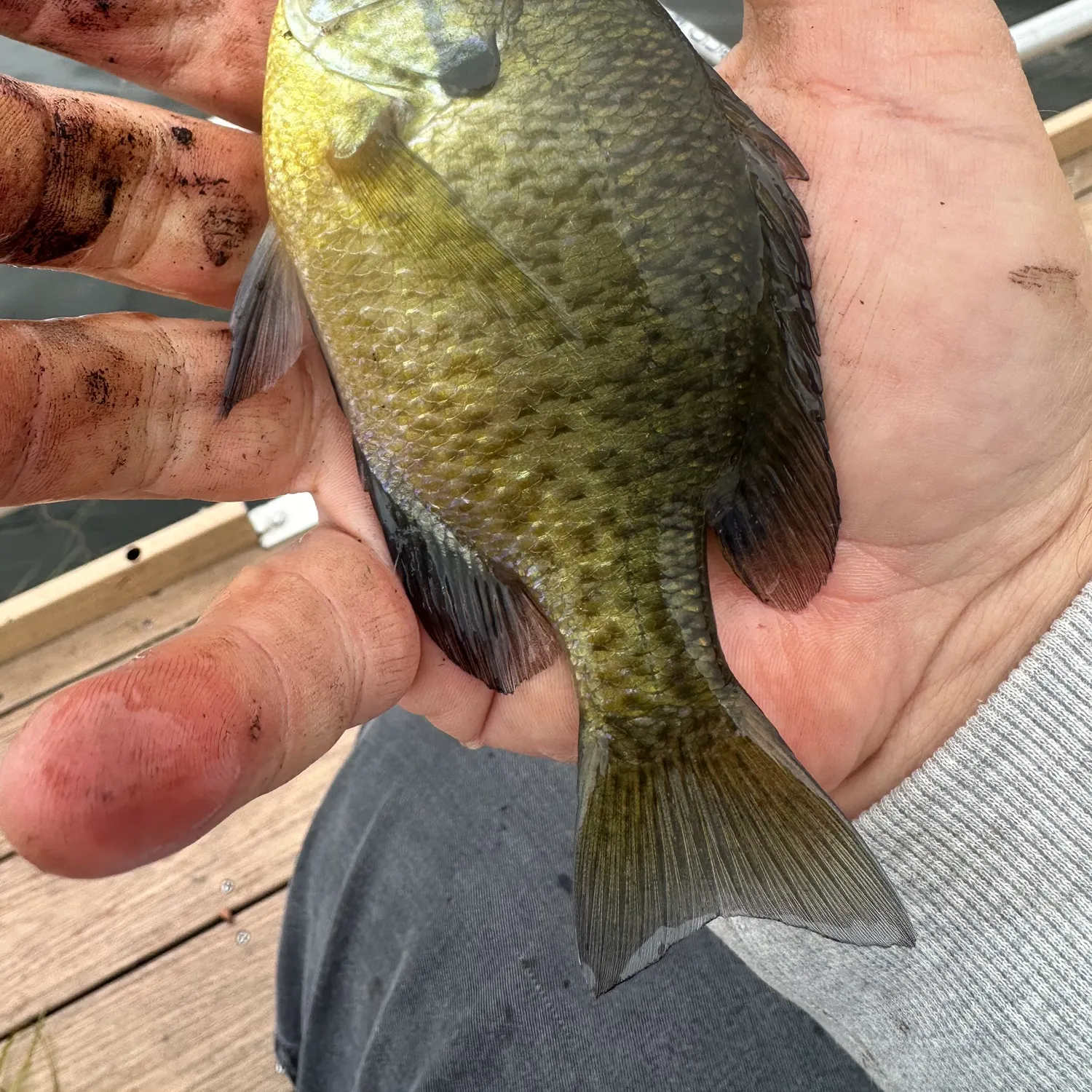 Bluegill caught on Fishbrain