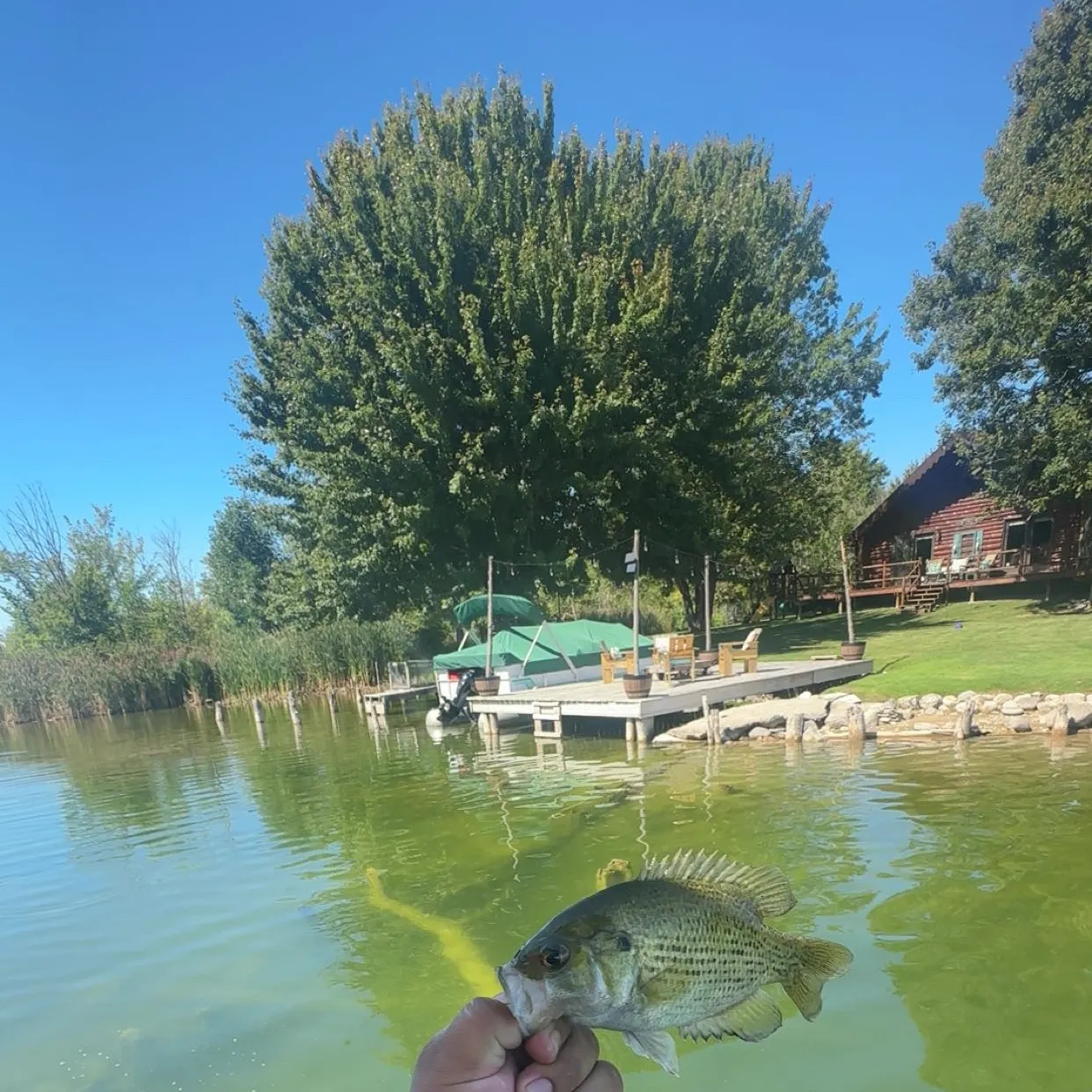 Rock bass caught on Fishbrain