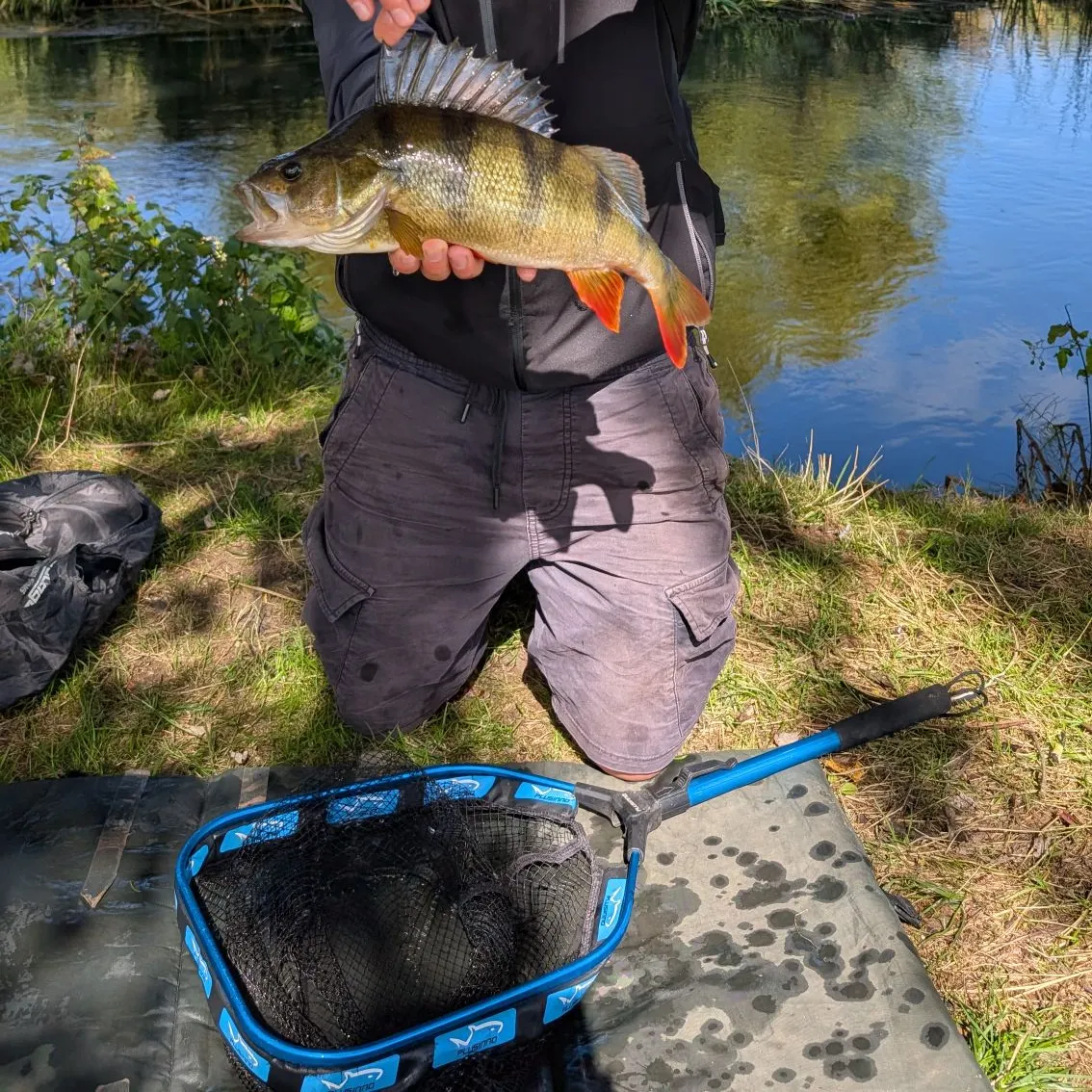 European perch caught on Fishbrain