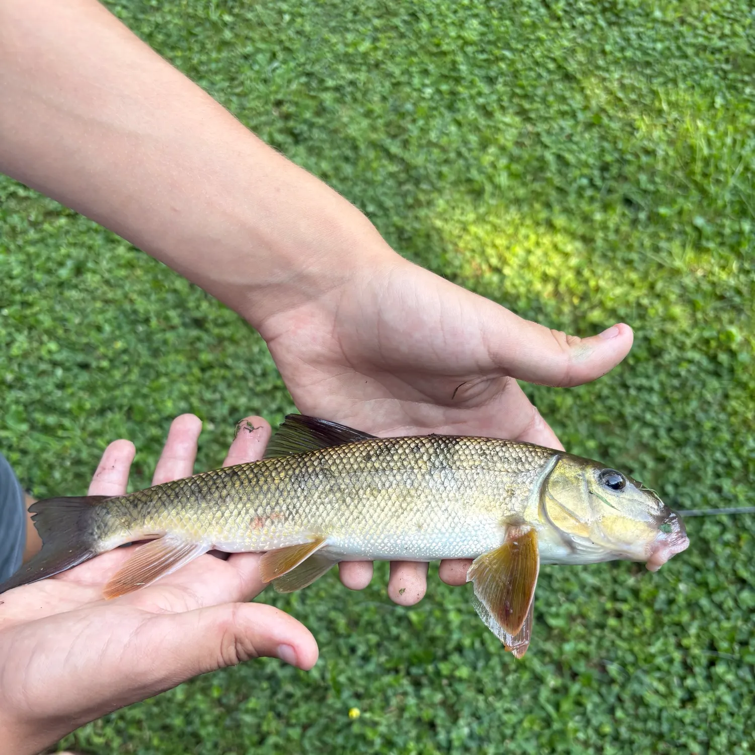 White sucker caught on Fishbrain