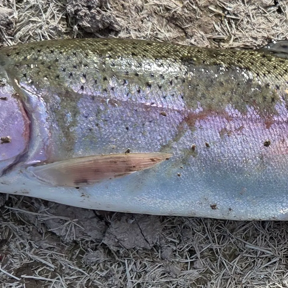 Rainbow trout caught on Fishbrain