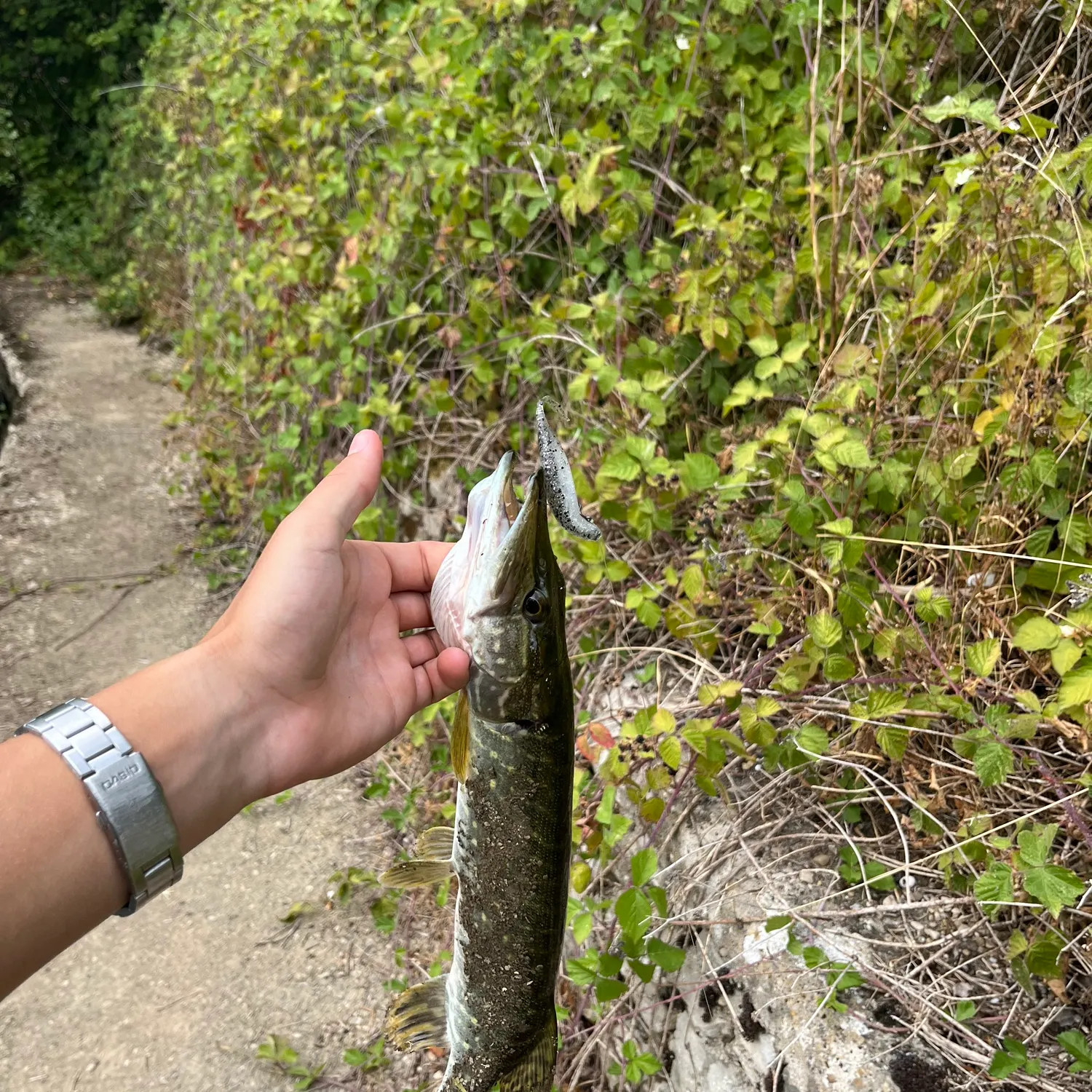 catch