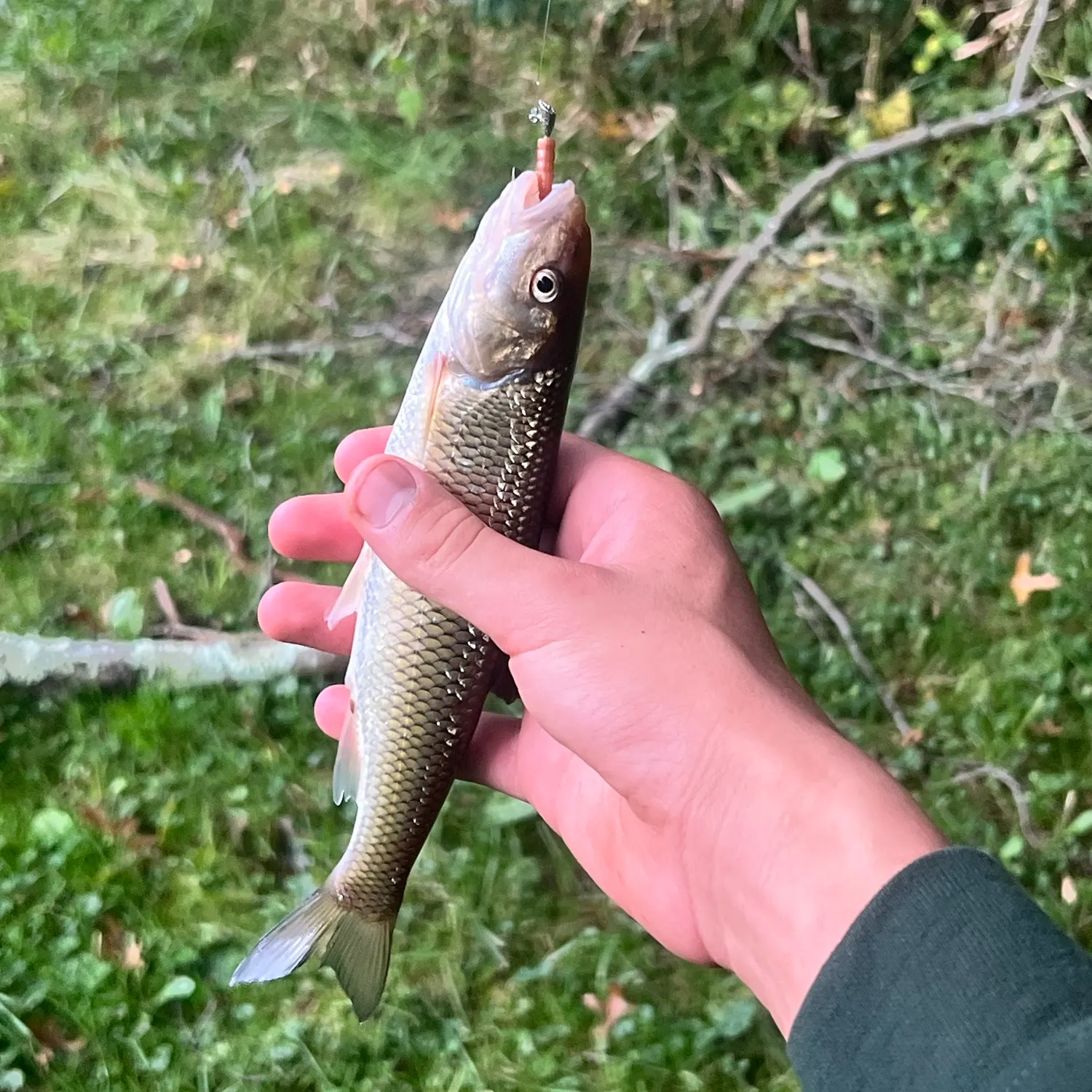 Fallfish caught on Fishbrain
