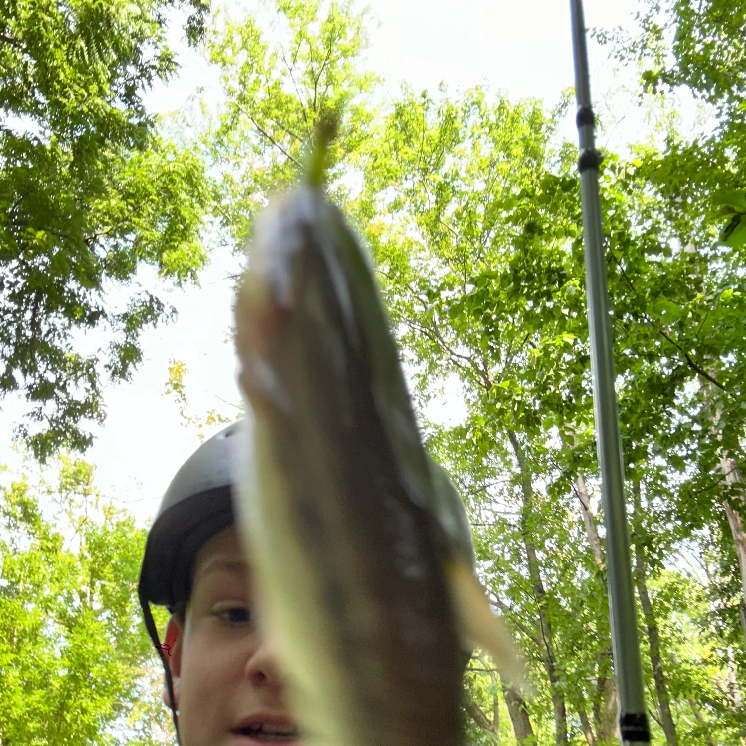 Creek chub caught on Fishbrain