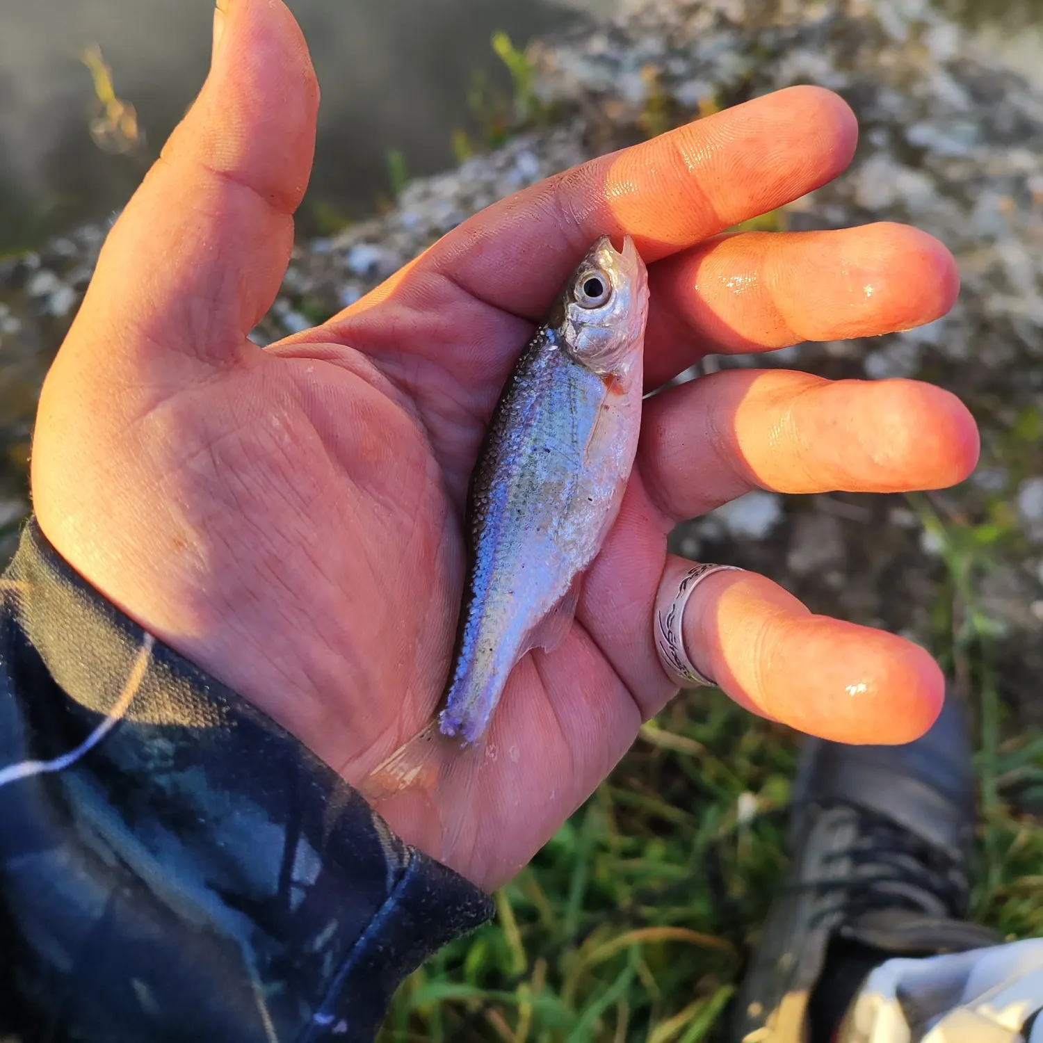 The most recent Spirinchus lanceolatus catches on Fishbrain