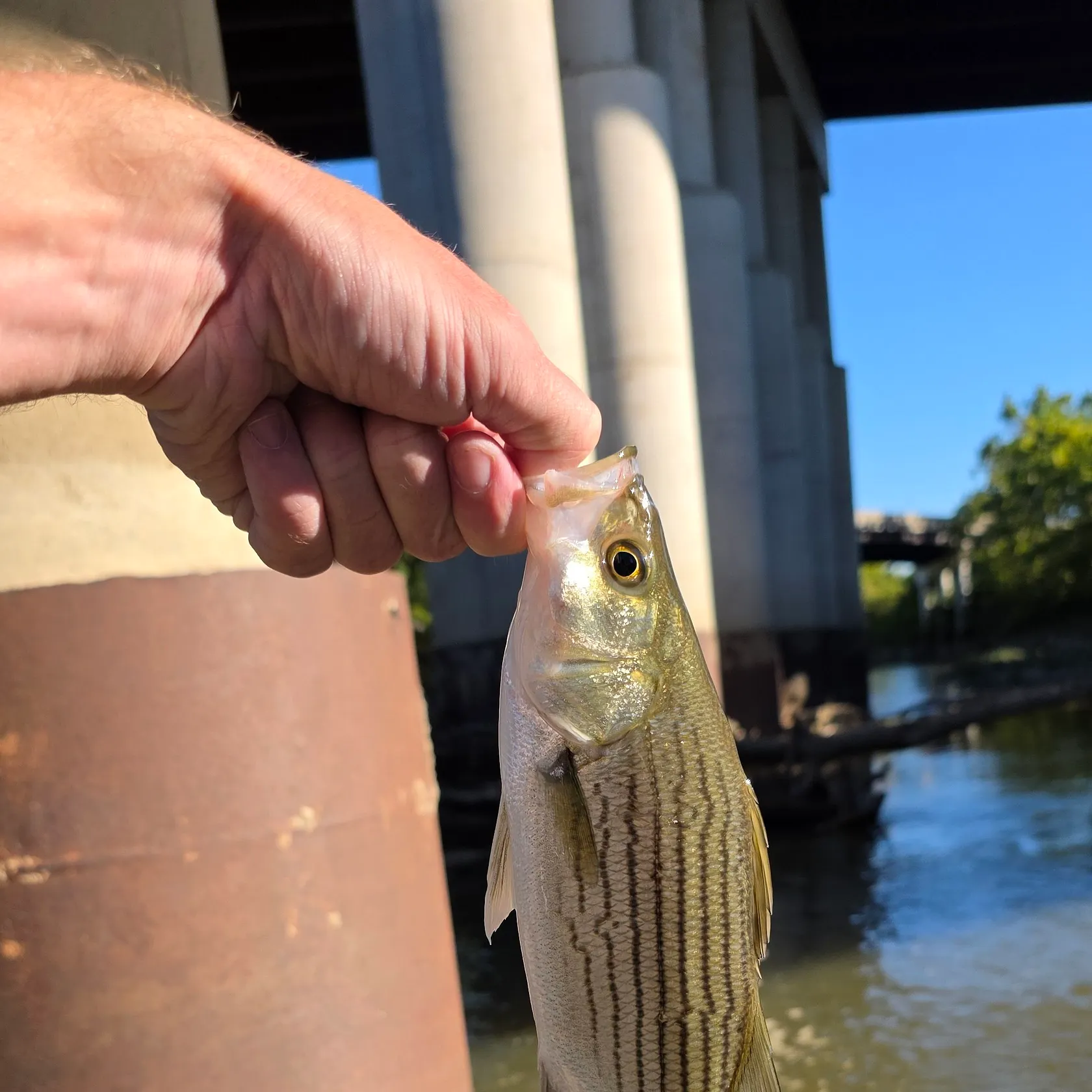 Wiper caught on Fishbrain