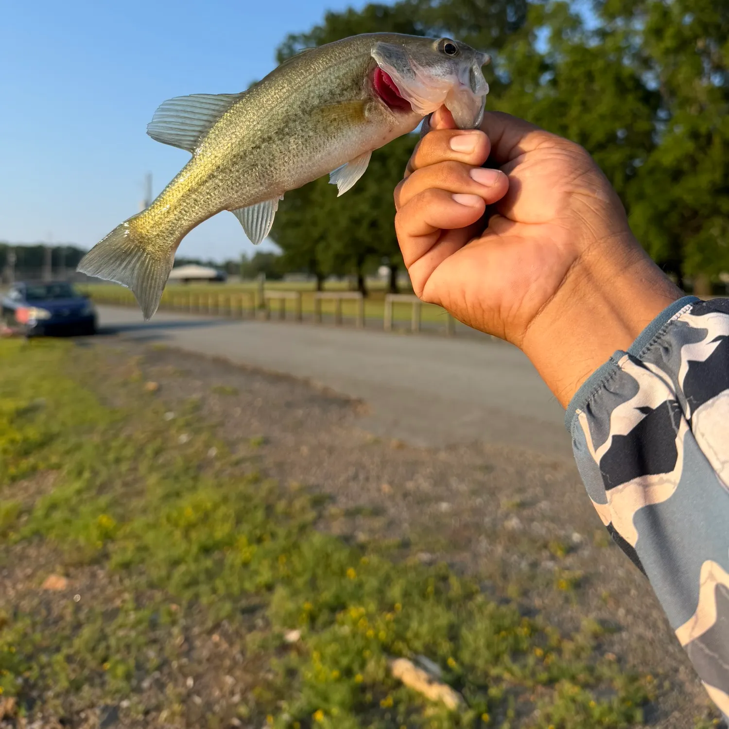 Spotted bass caught on Fishbrain