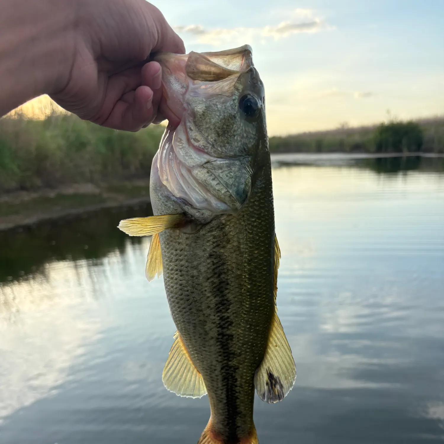 Largemouth bass caught on Fishbrain