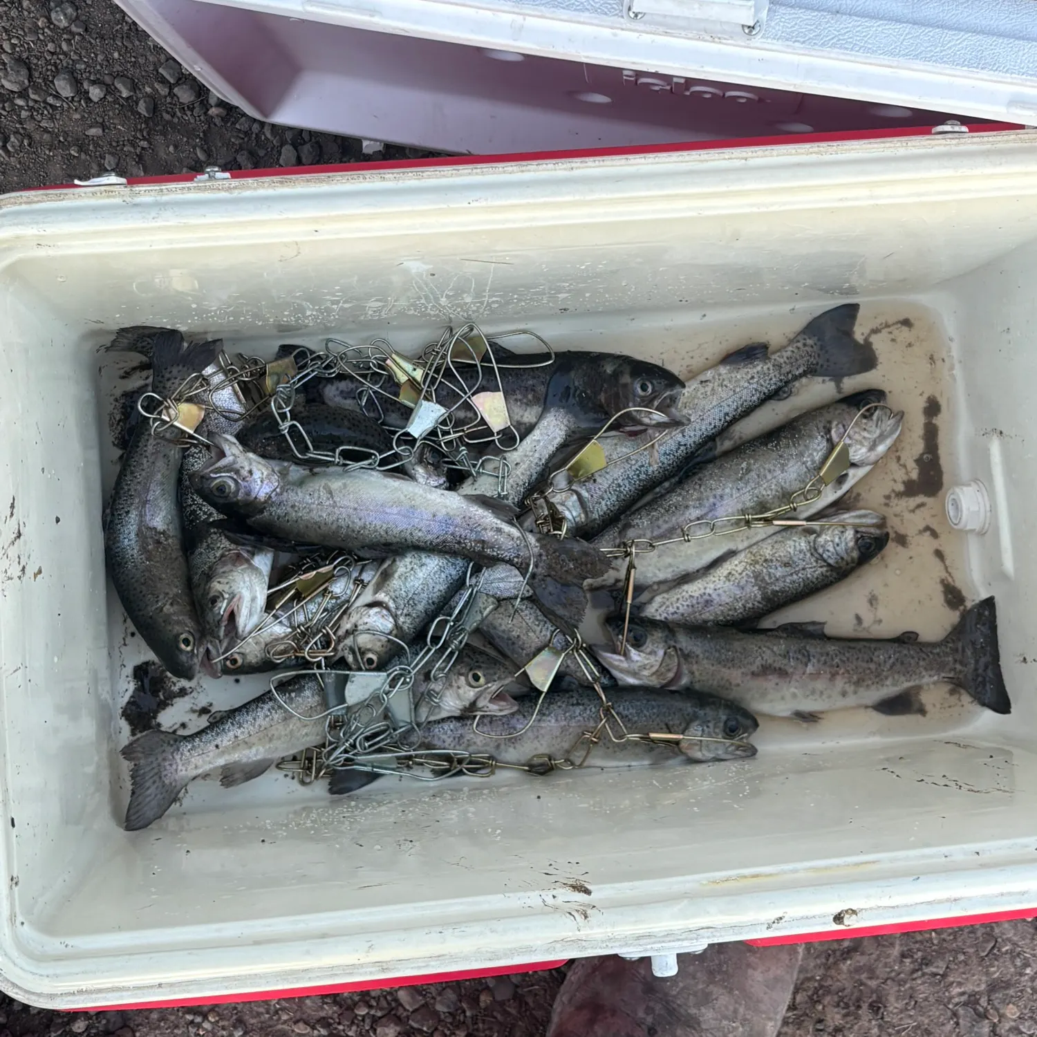 The most recent Rainbow trout catches on Fishbrain