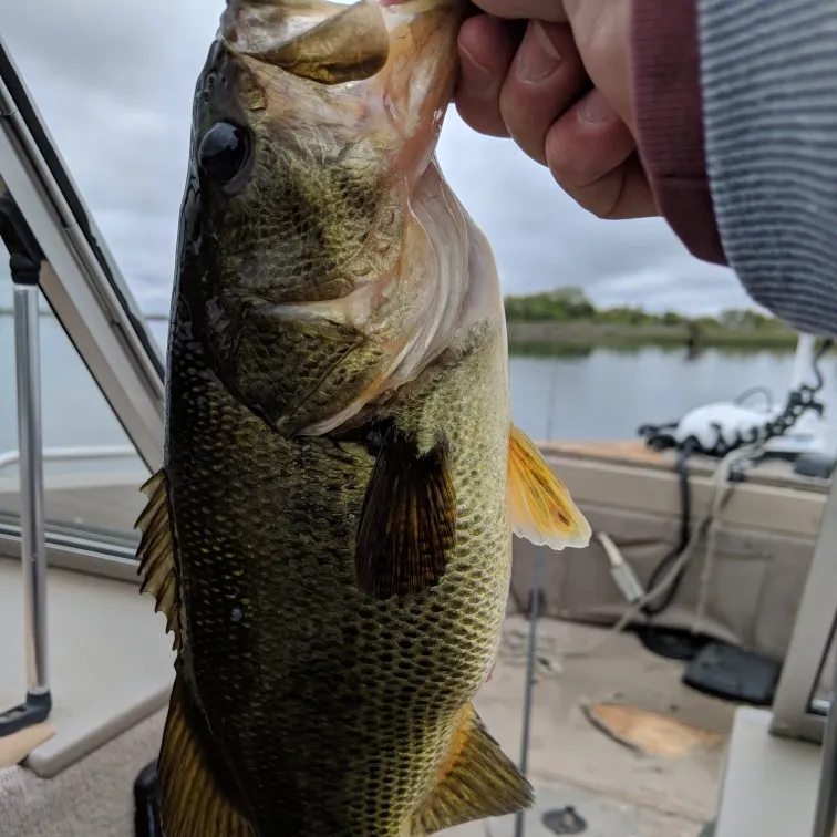 angler catch