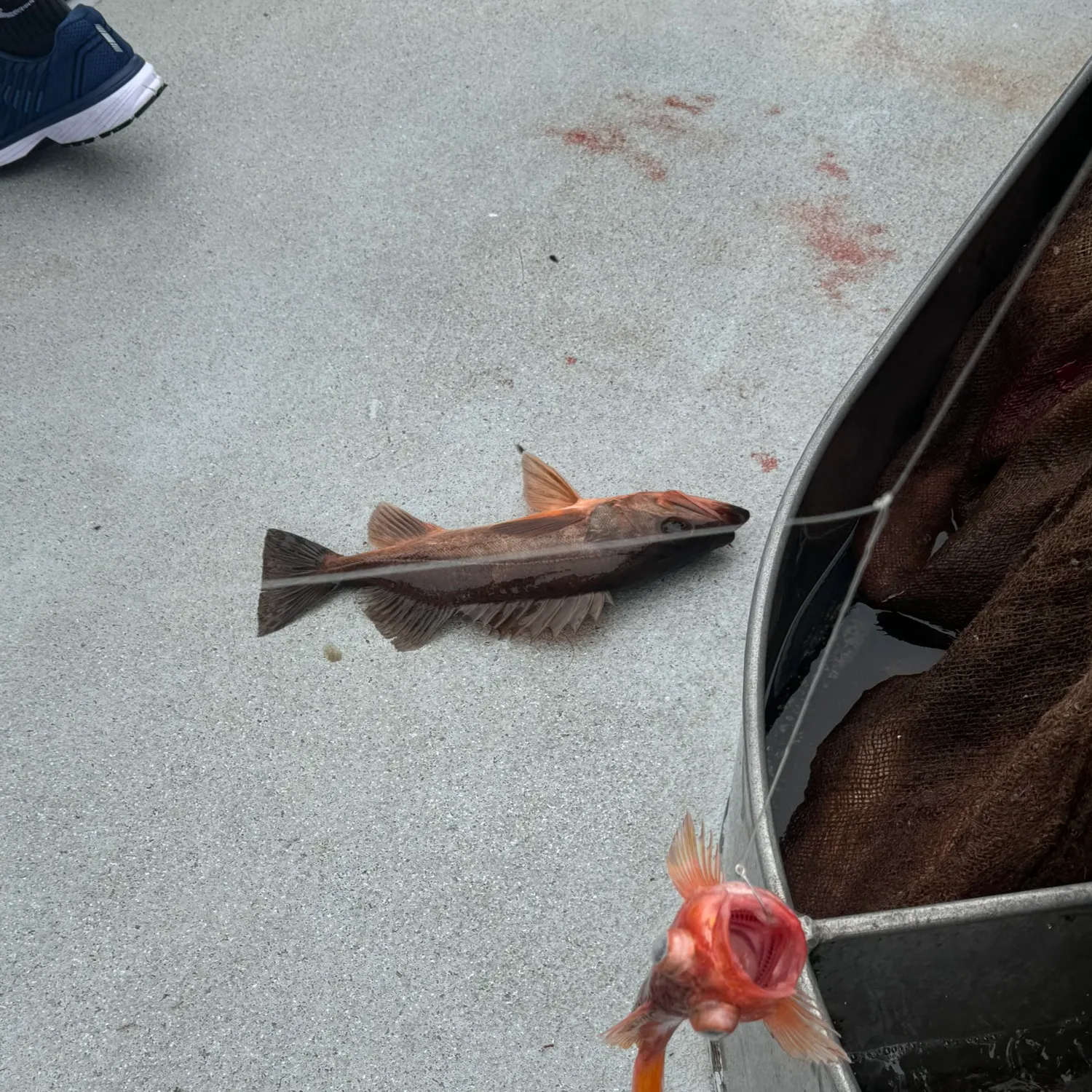 The most recent Bocaccio rockfish catches on Fishbrain