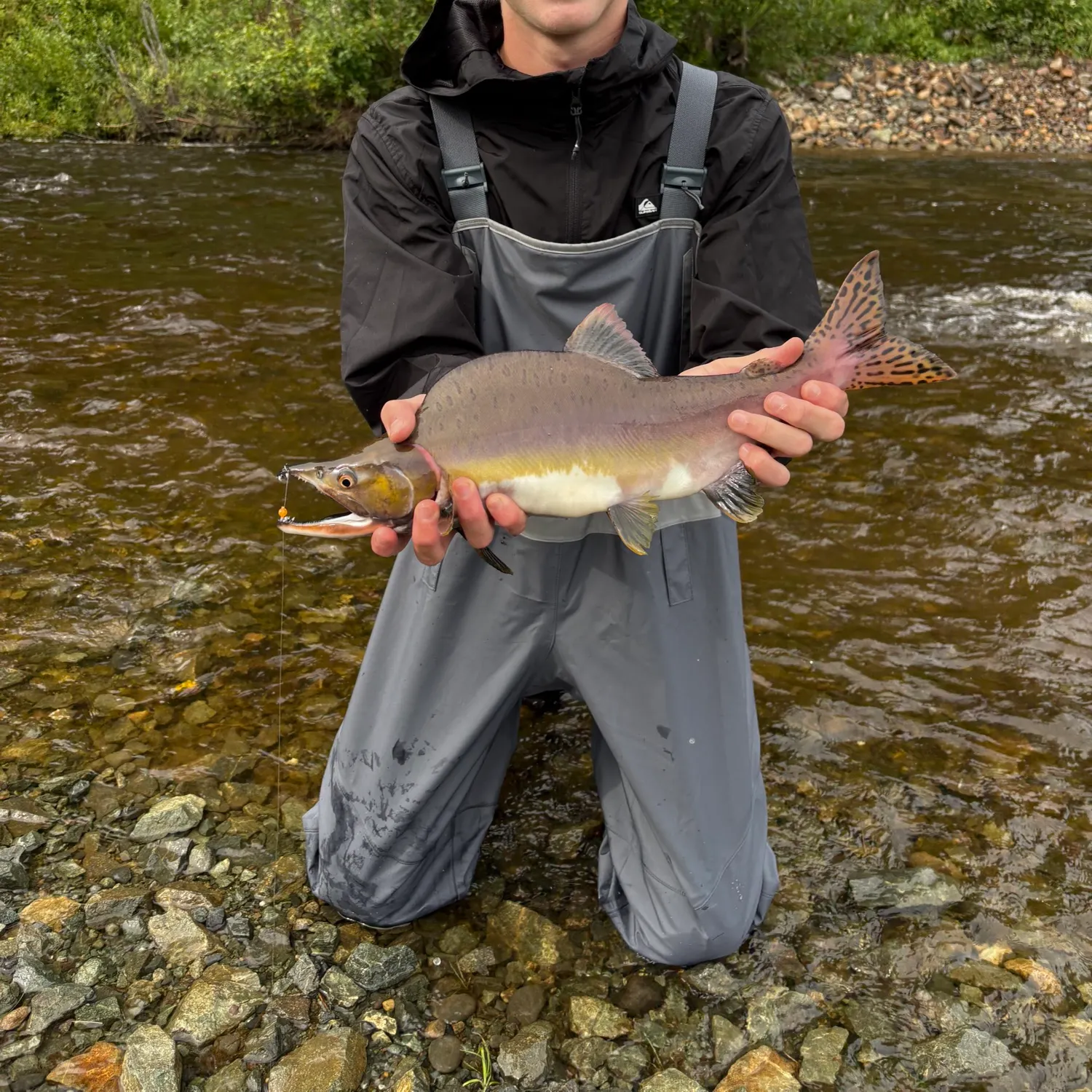 Pink salmon caught on Fishbrain