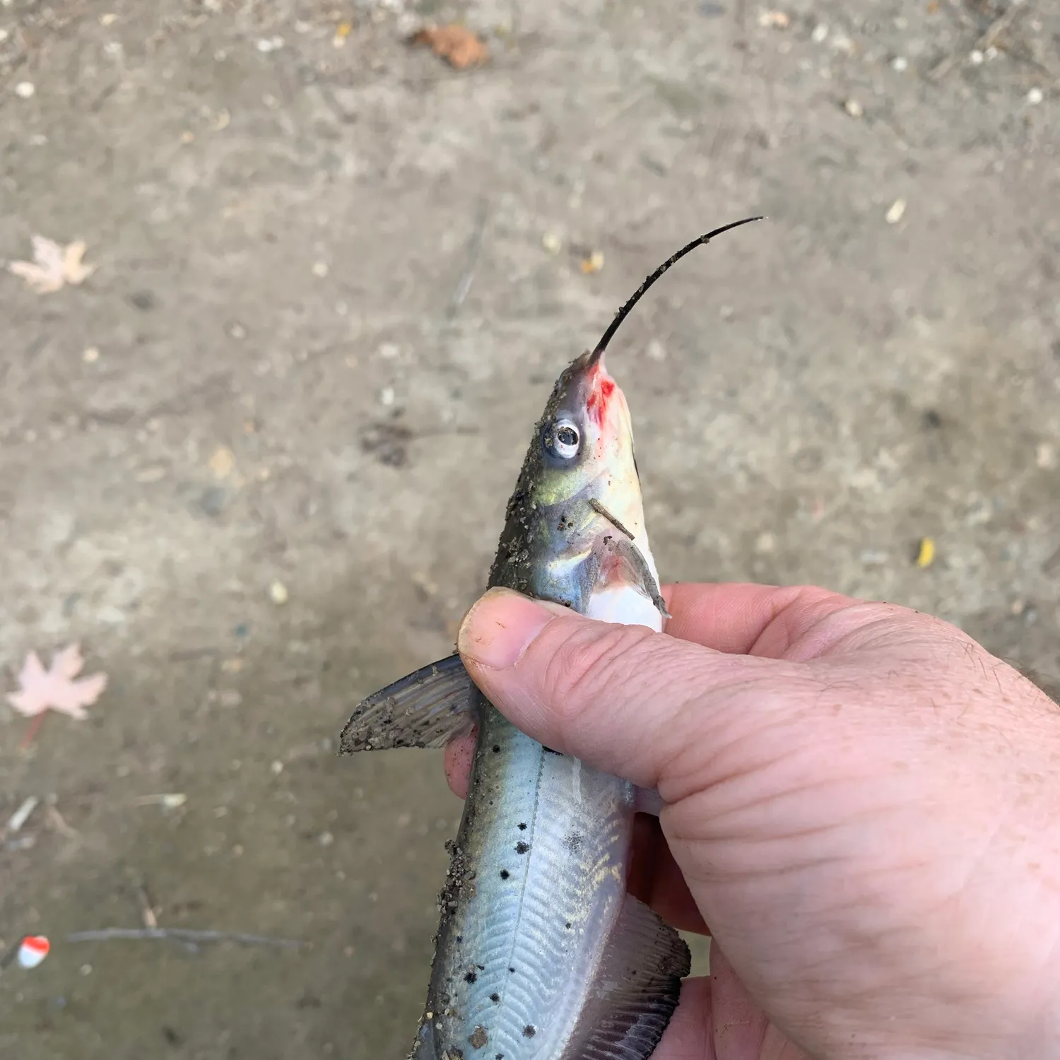 Channel catfish caught on Fishbrain