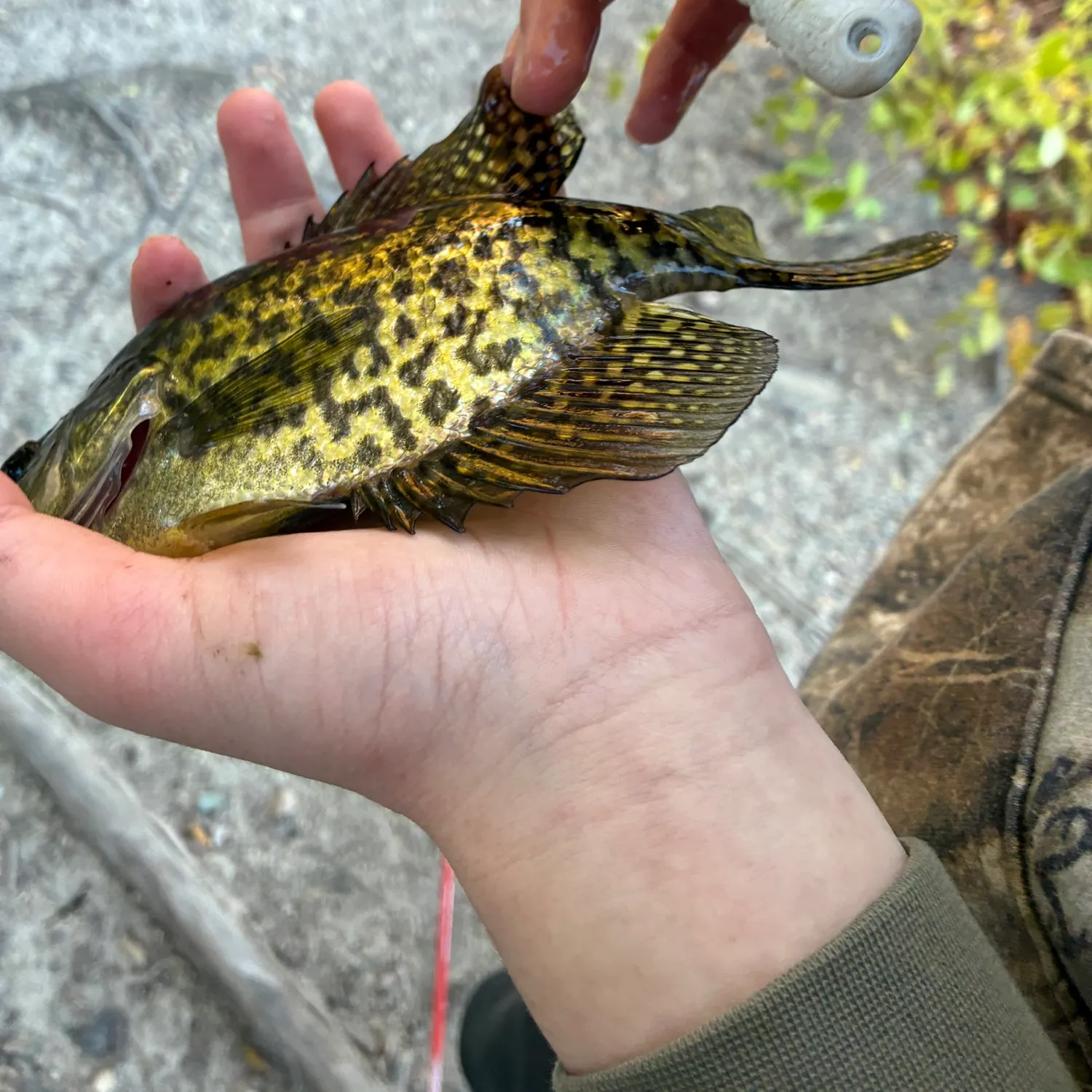 Black crappie caught on Fishbrain