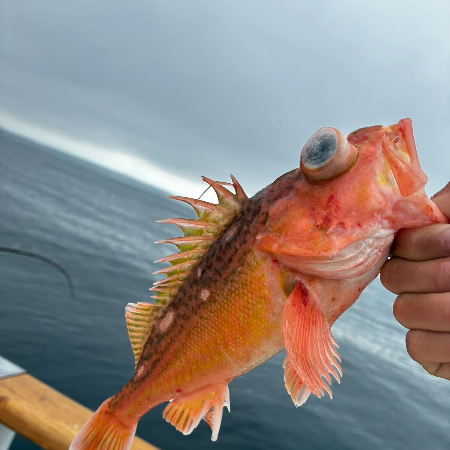 The most recent Honeycomb rockfish catches on Fishbrain
