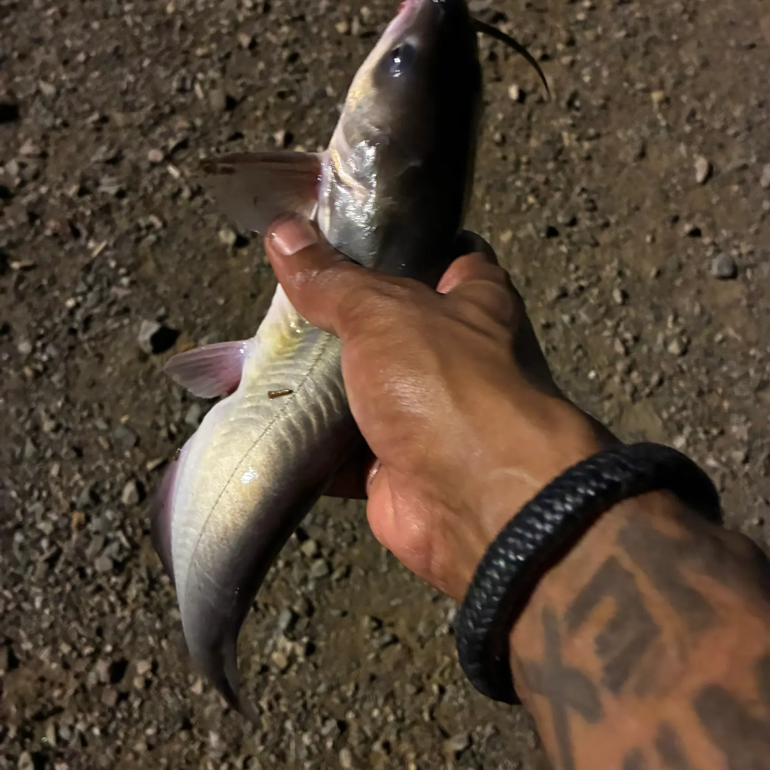 Channel catfish caught on Fishbrain