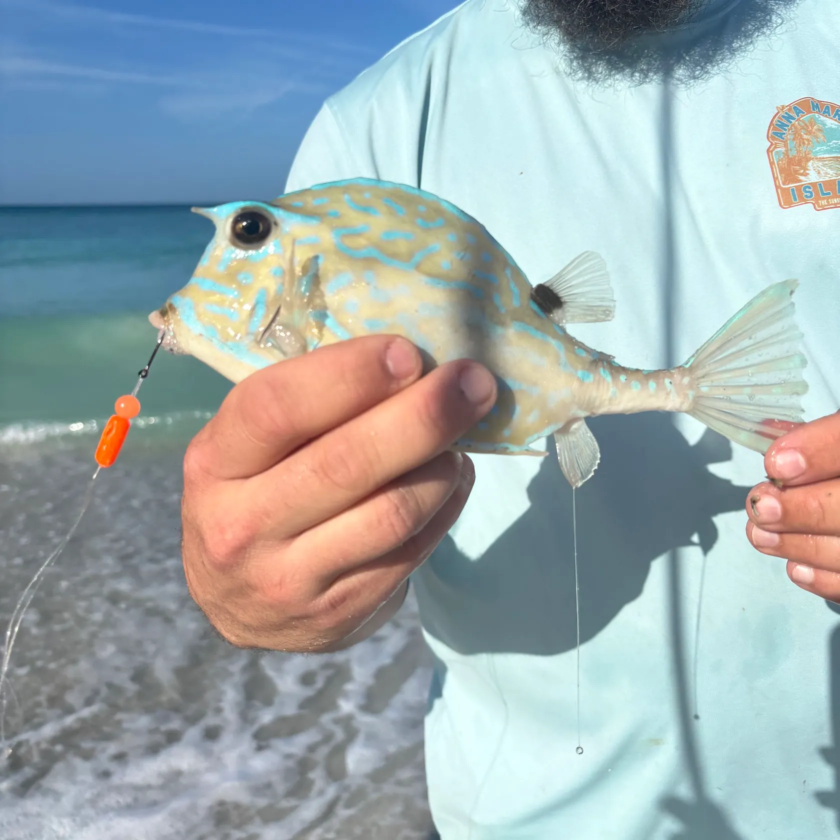 The most recent Scrawled cowfish catches on Fishbrain