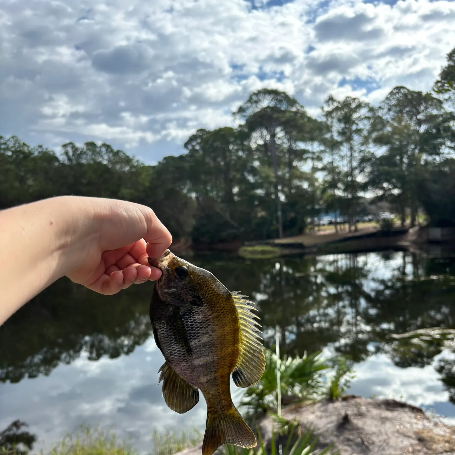 The most recent Coppernose bluegill catches on Fishbrain