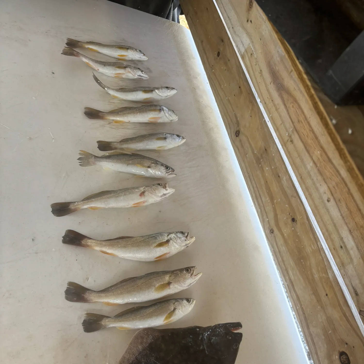 recently logged catches