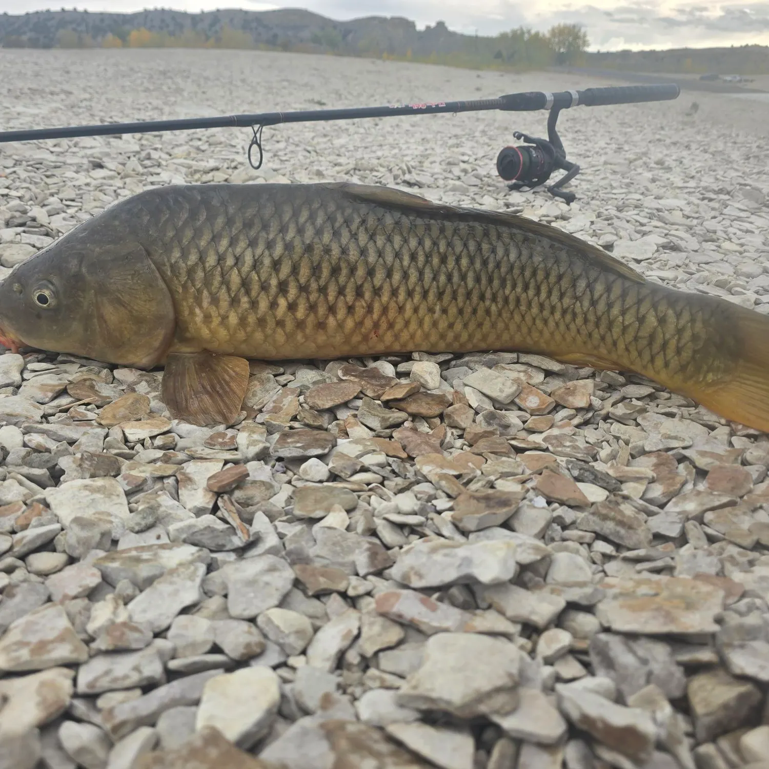 Common carp caught on Fishbrain