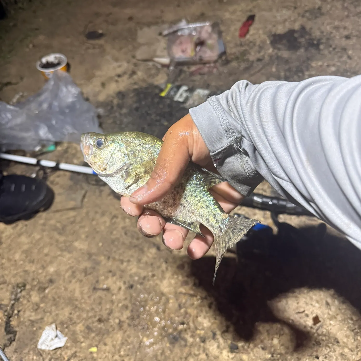 The most recent White crappie catches on Fishbrain
