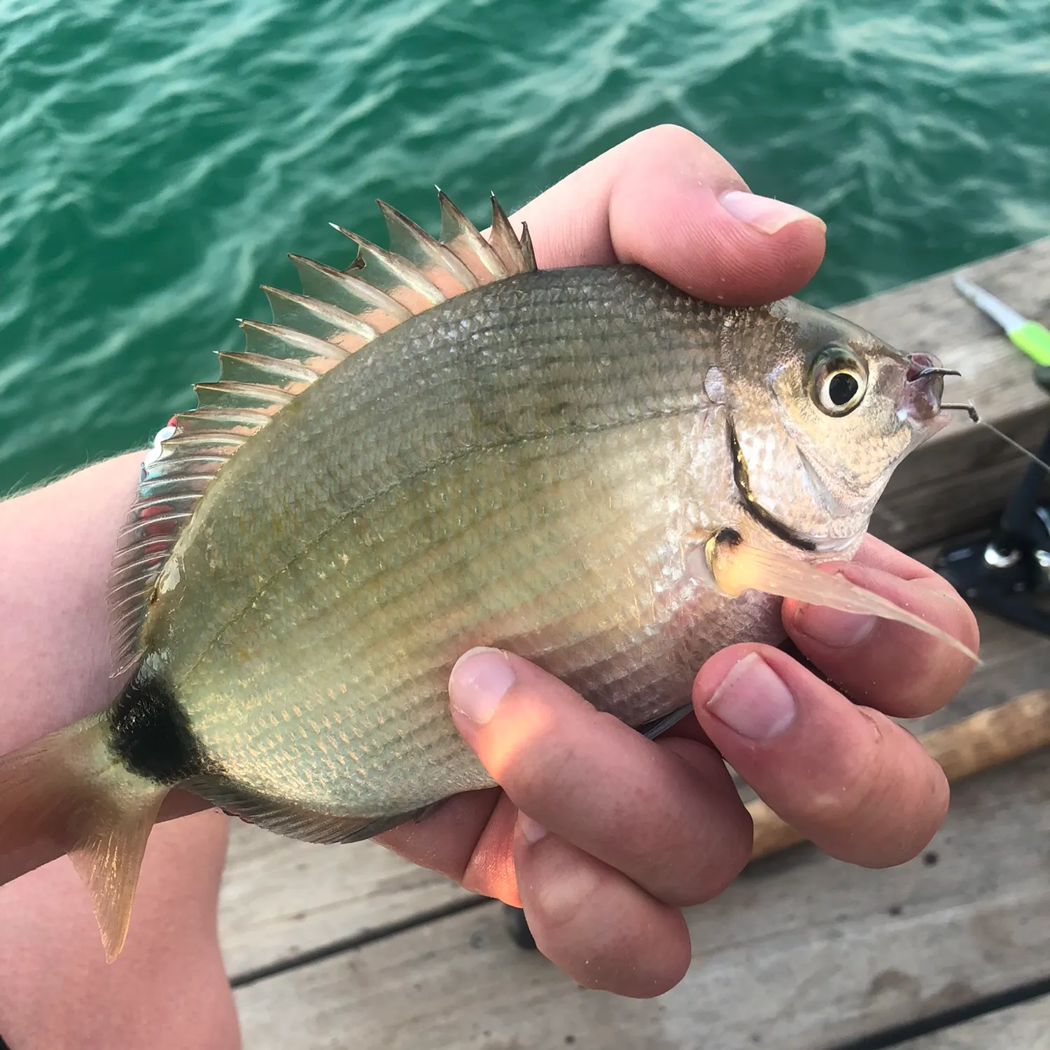 The most recent Spottail seabream catches on Fishbrain