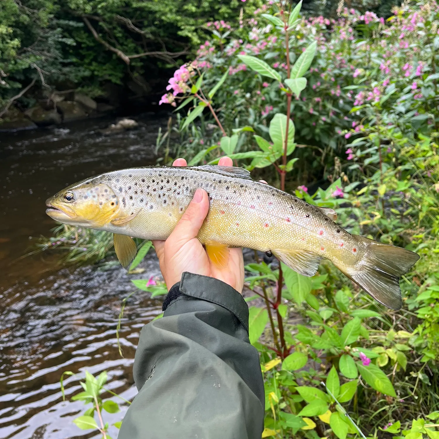Brown trout caught on Fishbrain