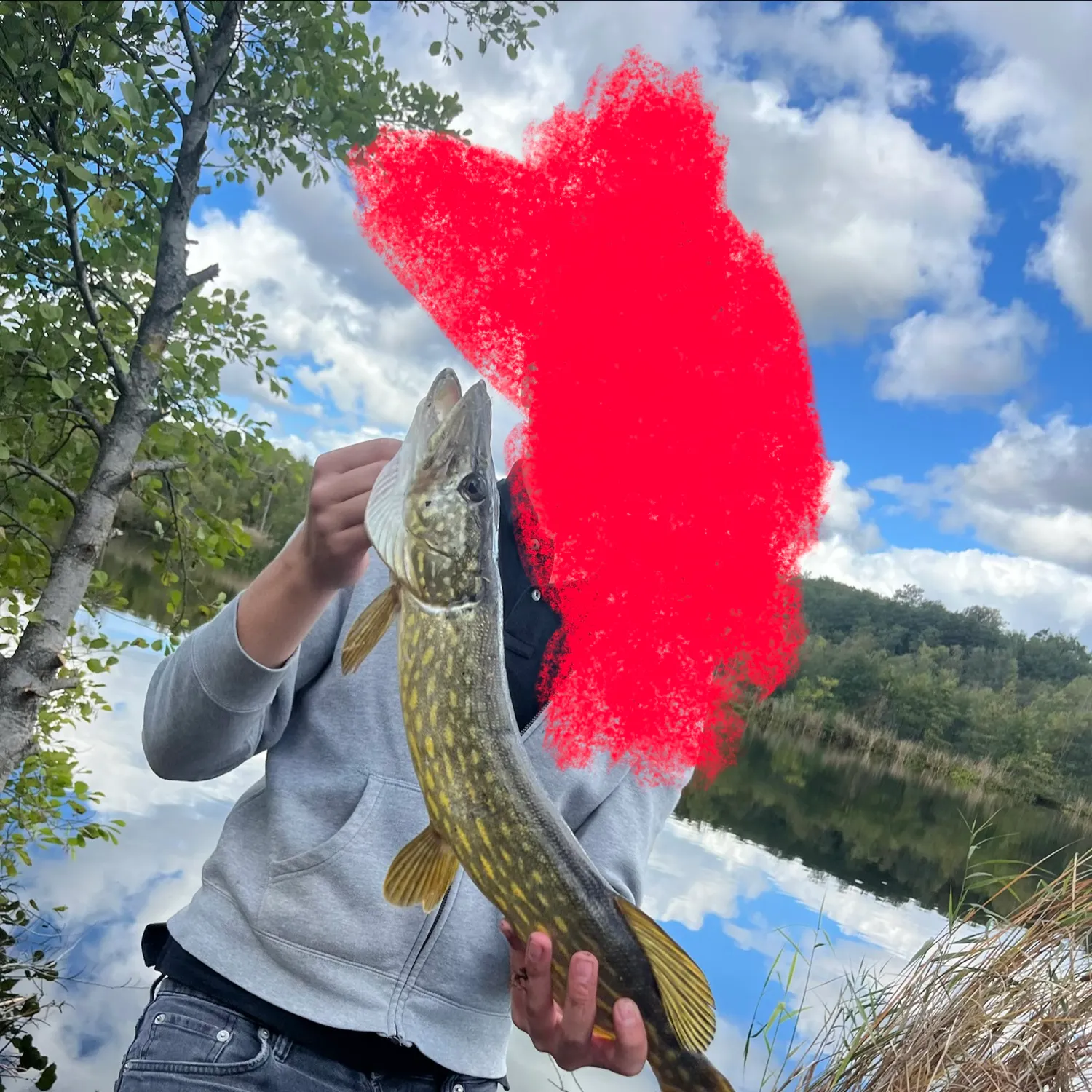 Northern pike caught on Fishbrain