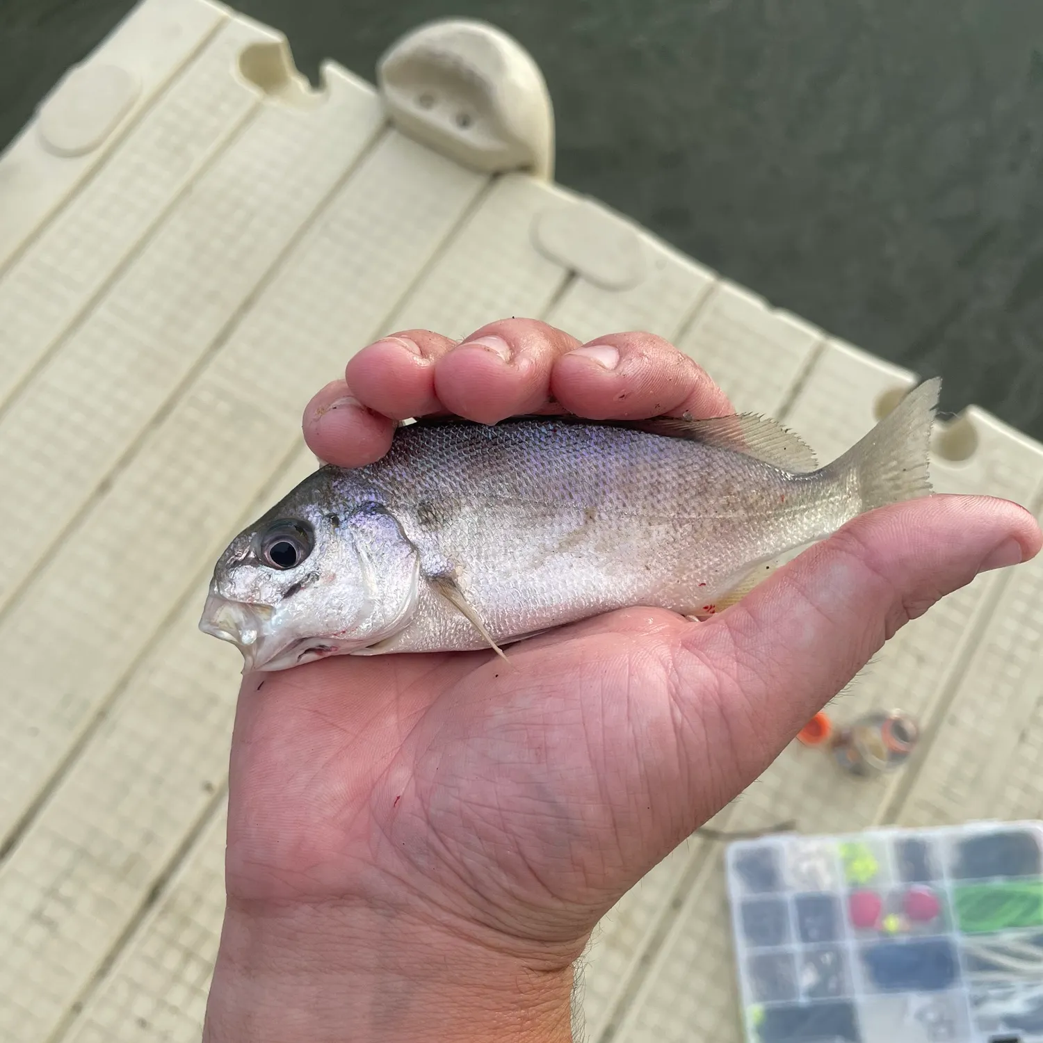 Spot croaker caught on Fishbrain