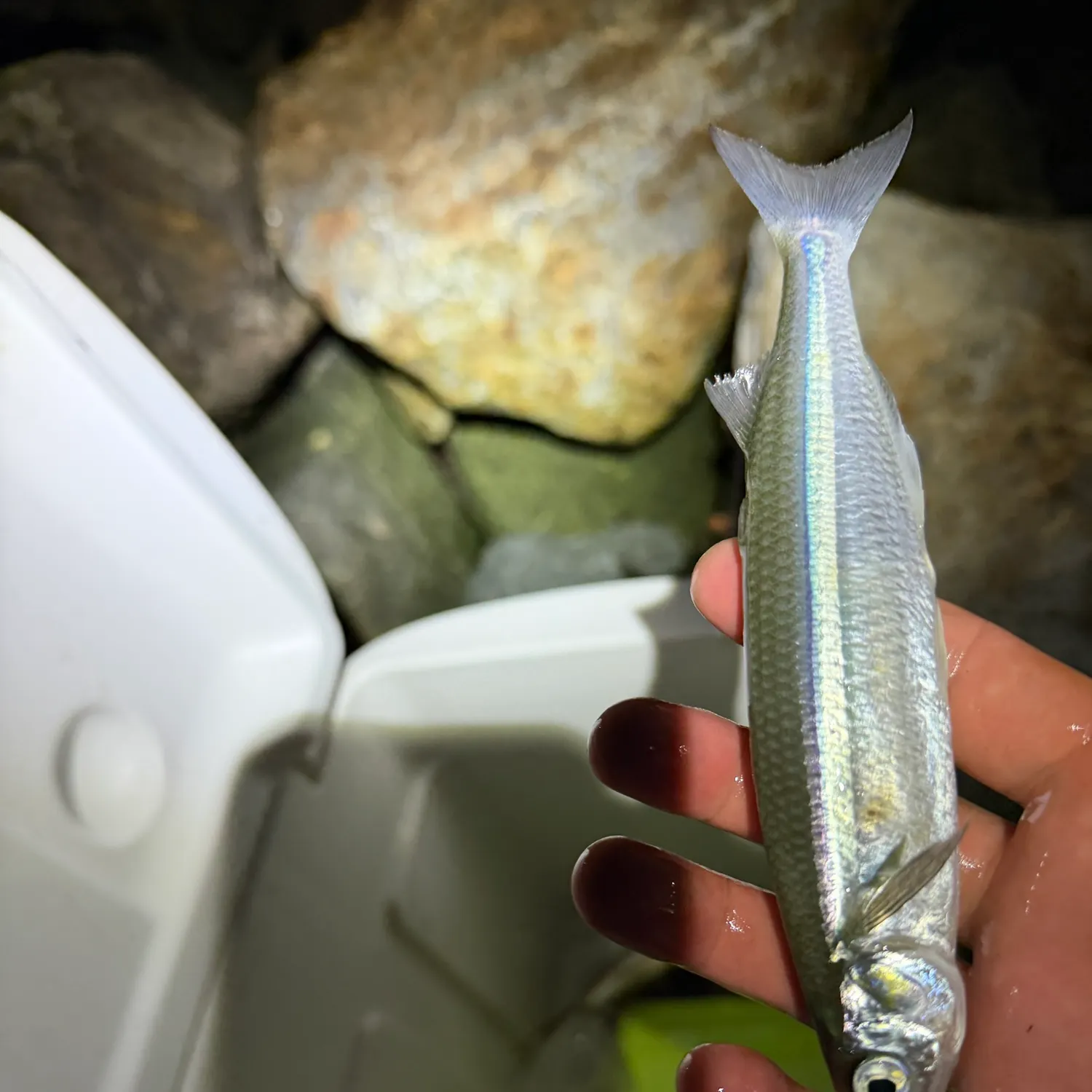 Topsmelt silverside caught on Fishbrain