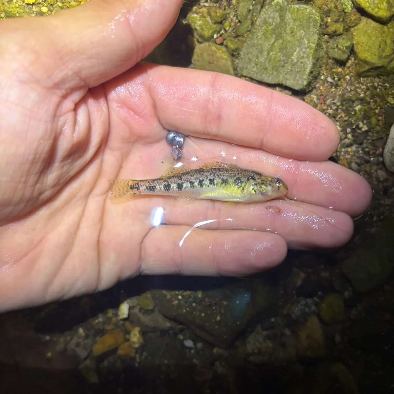 The most recent Gilt darter catches on Fishbrain