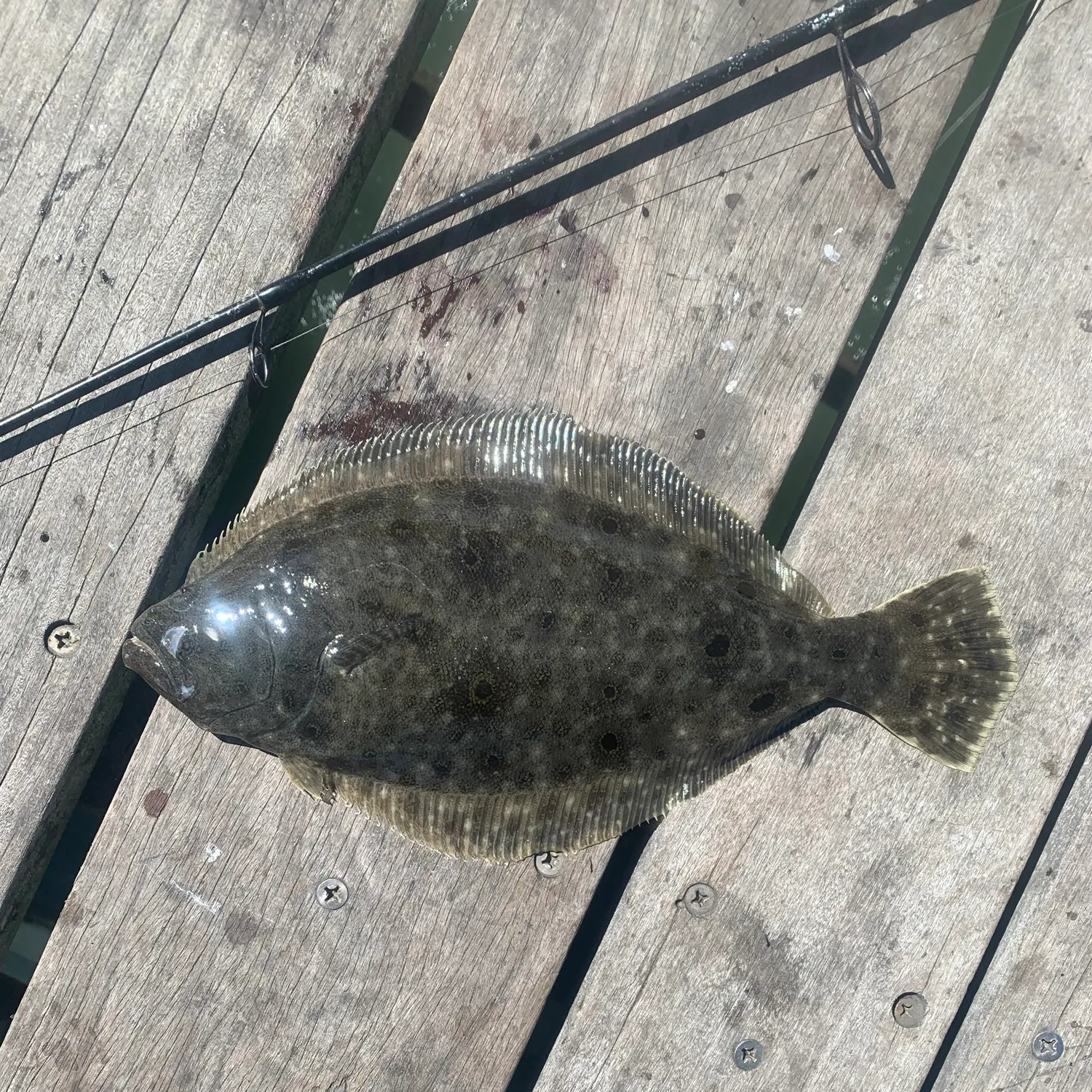Summer flounder caught on Fishbrain