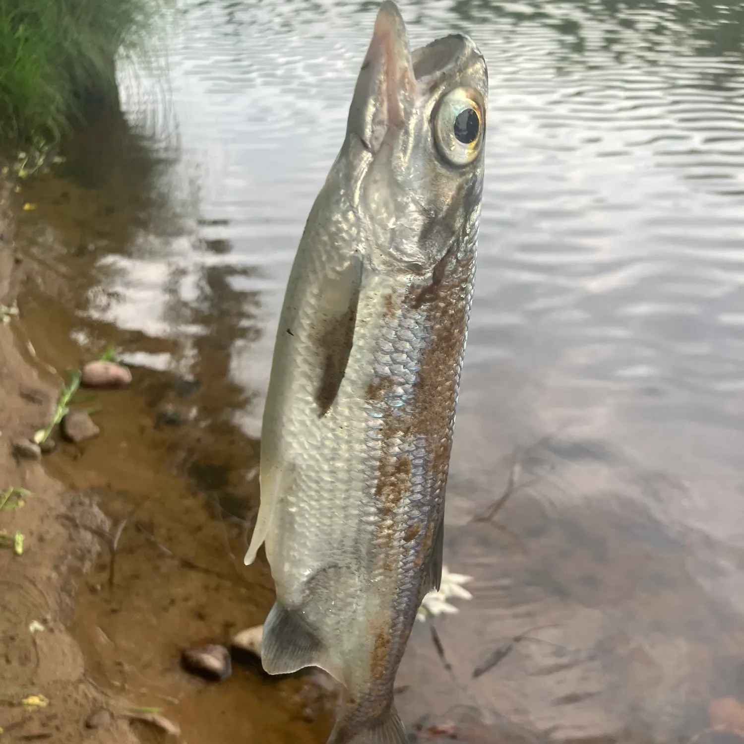 The most recent Mooneye catches on Fishbrain