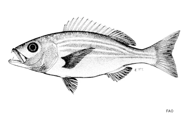 Carpenter seabream
