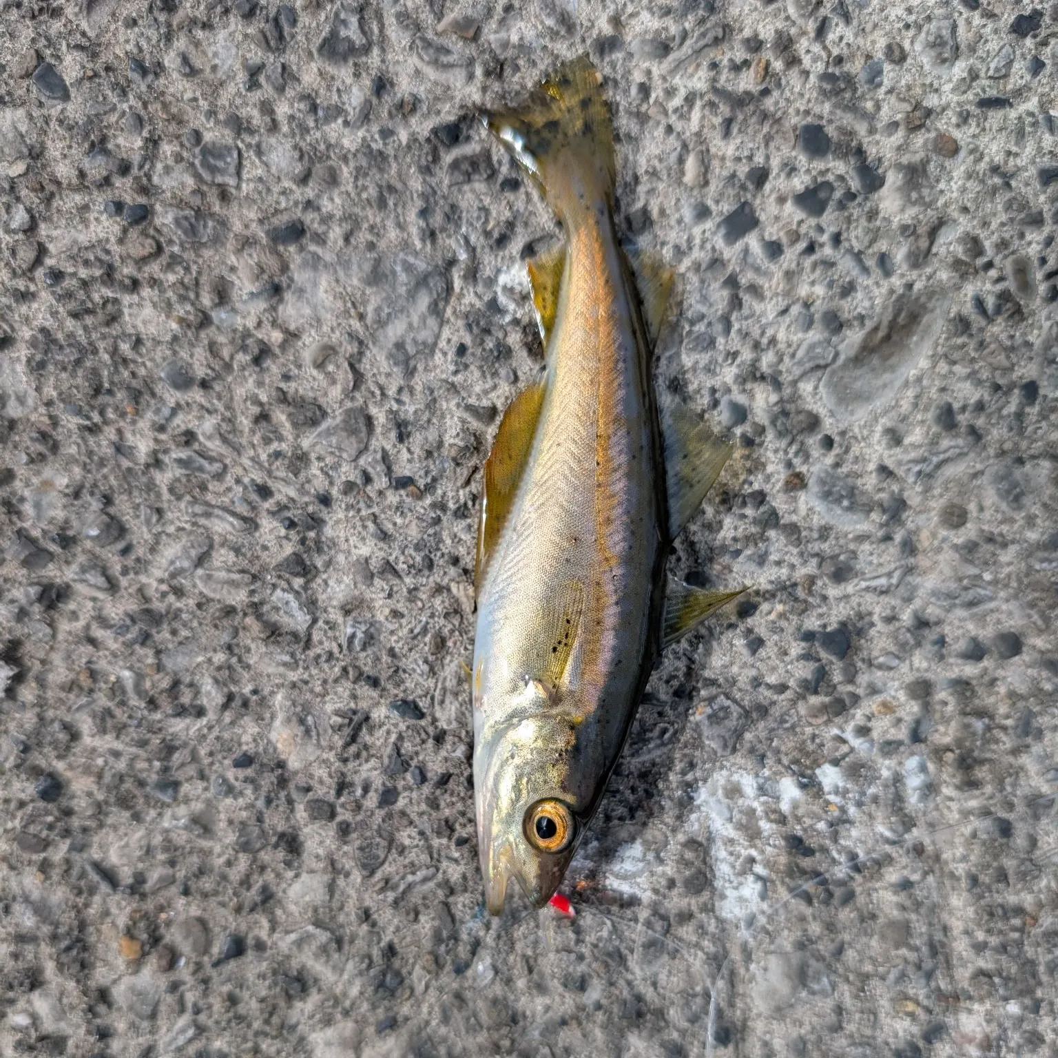 The most recent Pollack catches on Fishbrain