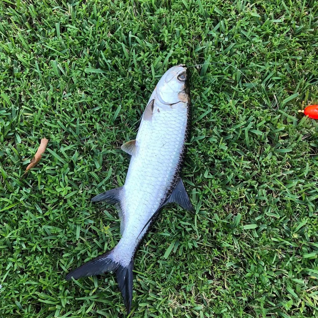 The most recent Tarpon catches on Fishbrain