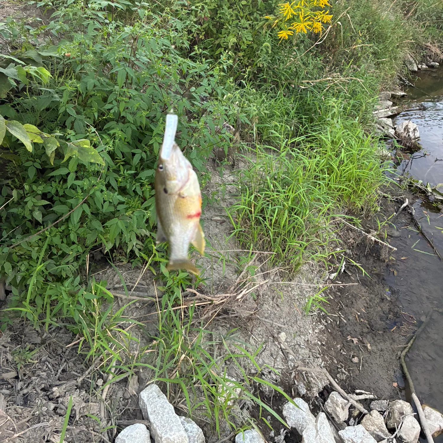 Green sunfish caught on Fishbrain