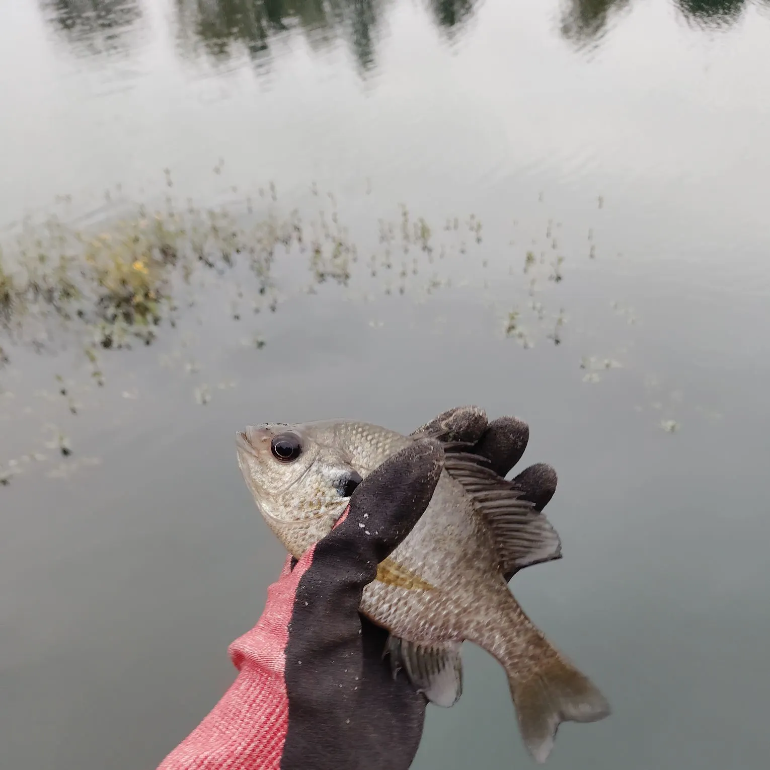 Bluegill caught on Fishbrain