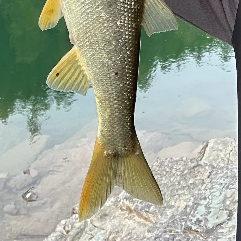 Fish caught on Fishbrain