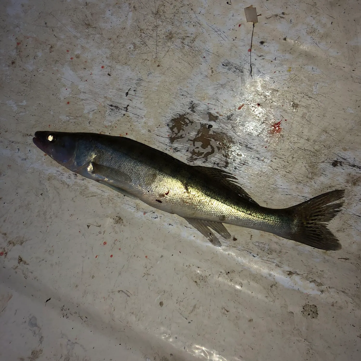 angler catch
