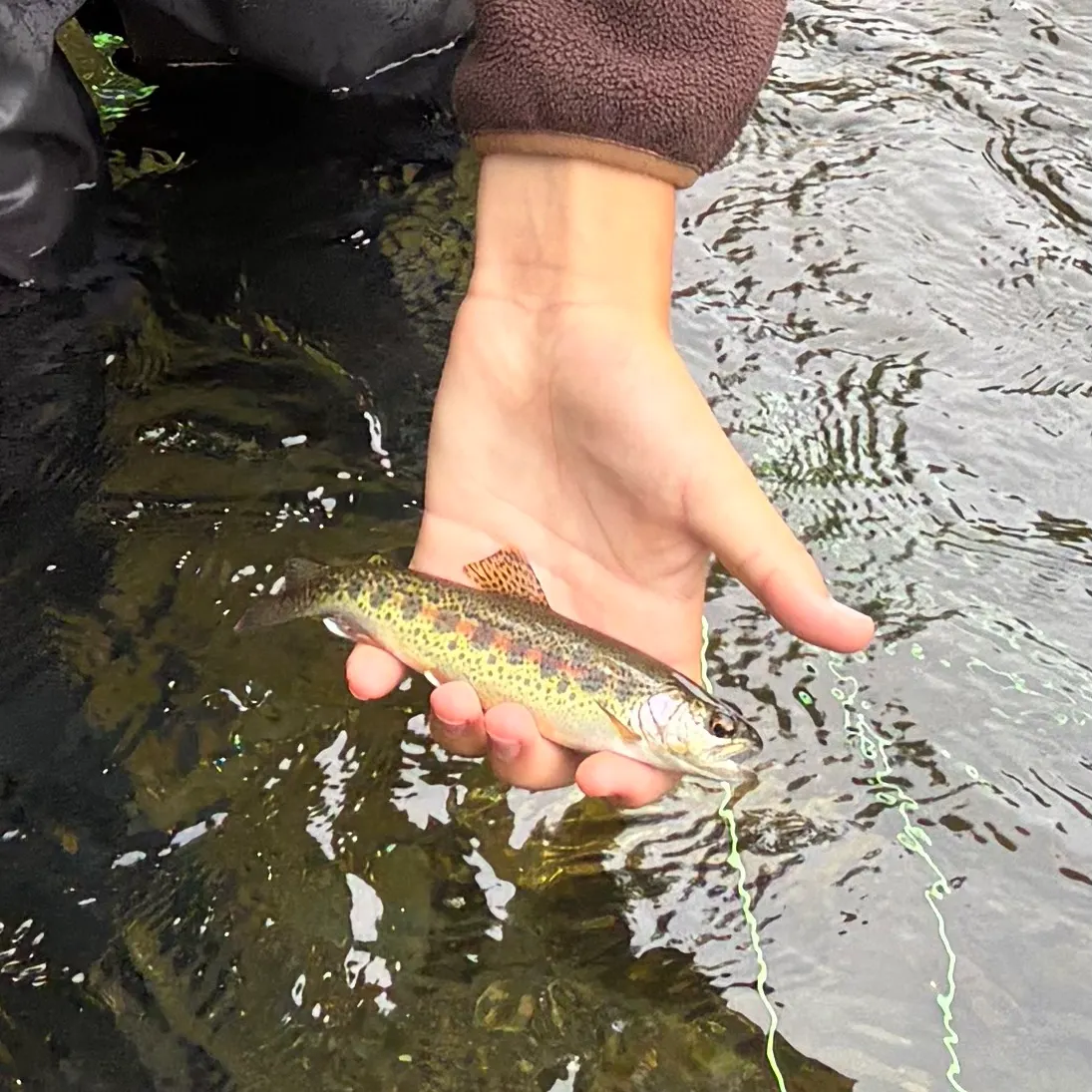 Rainbow trout caught on Fishbrain