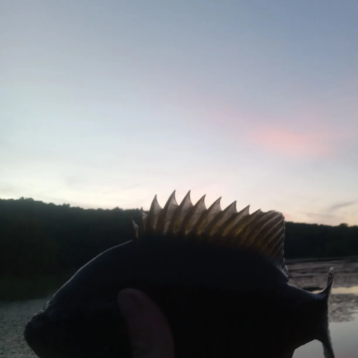 Bluegill caught on Fishbrain