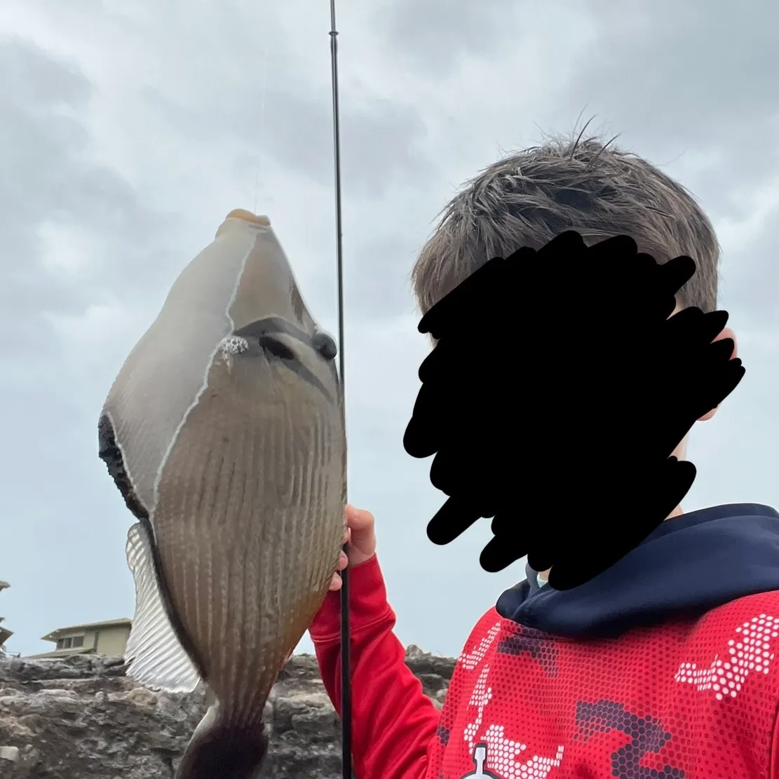 The most recent Boomerang triggerfish catches on Fishbrain