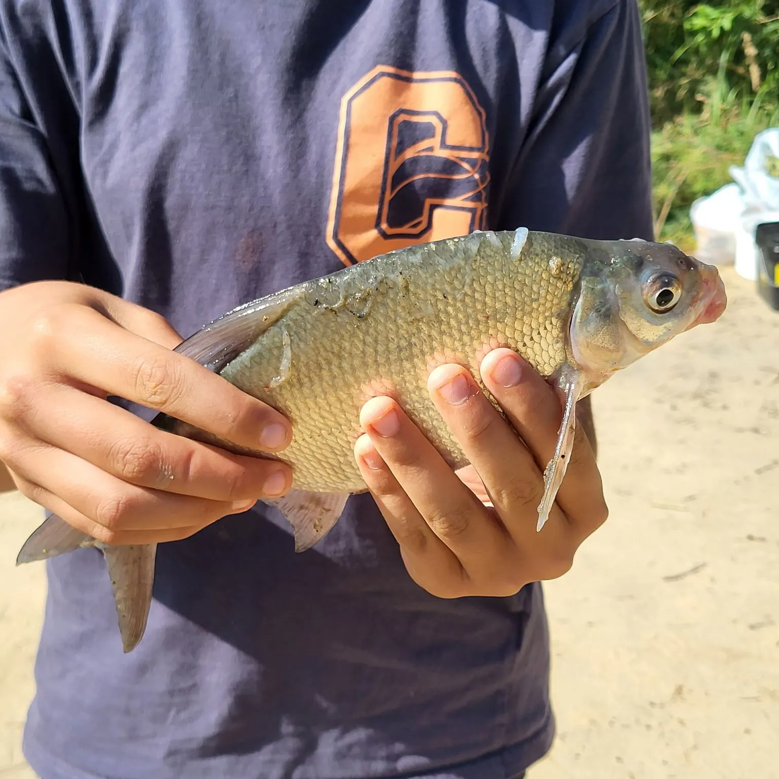 Common bream caught on Fishbrain