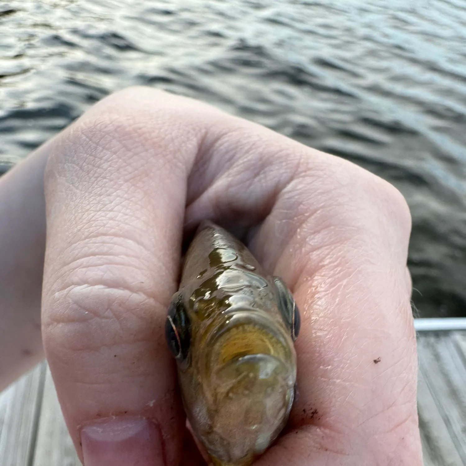 The most recent Spotted sunfish catches on Fishbrain