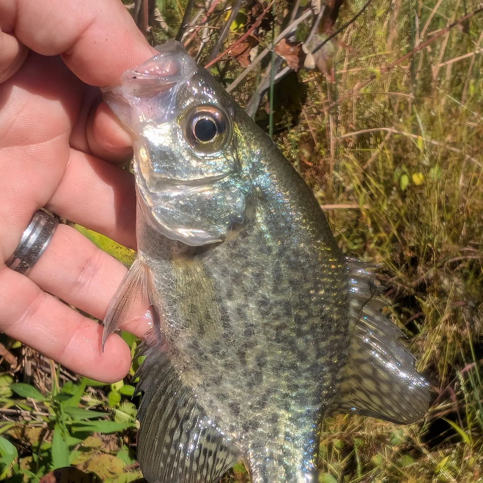 Black crappie caught on Fishbrain
