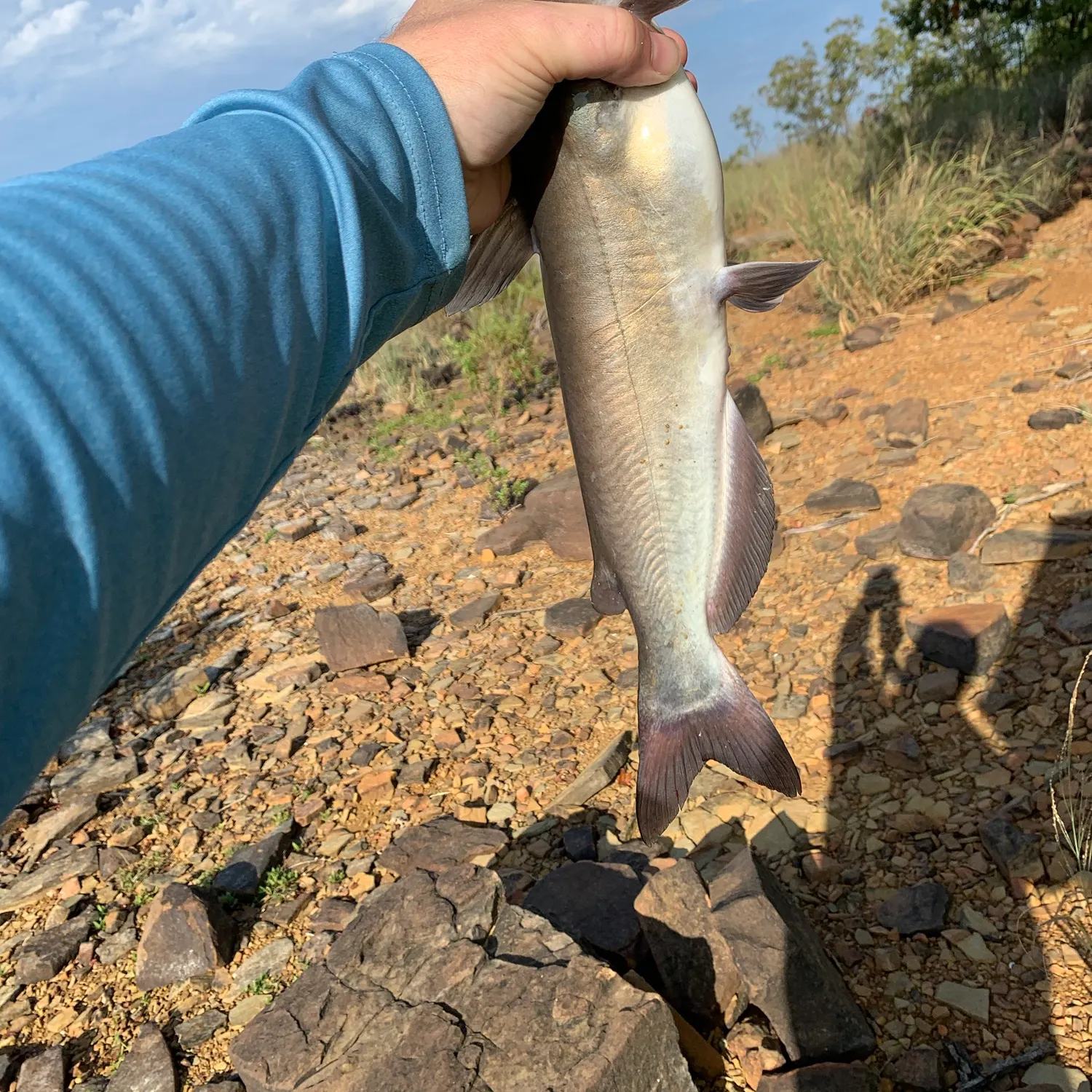 Channel catfish caught on Fishbrain