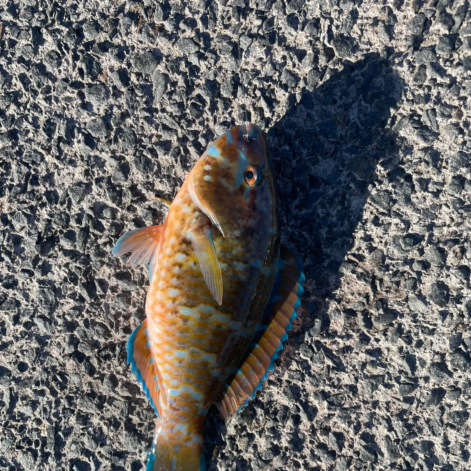 The most recent Pacific bullethead parrotfish catches on Fishbrain