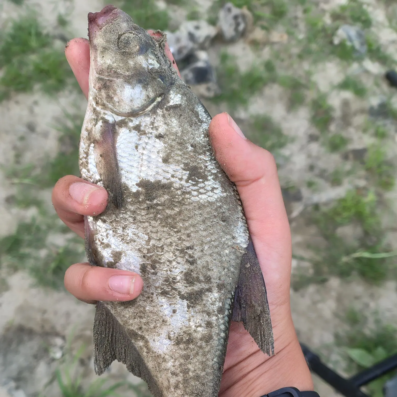Common bream caught on Fishbrain