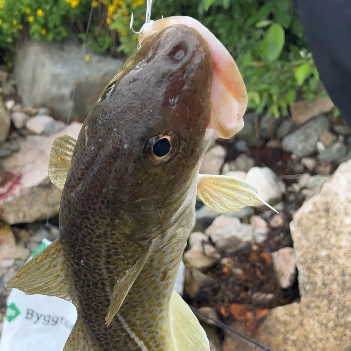 The most recent Atlantic cod catches on Fishbrain